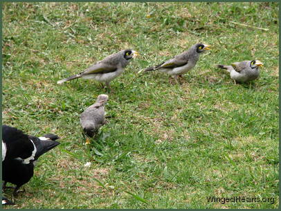 and noisy-miner friends with their new chicks