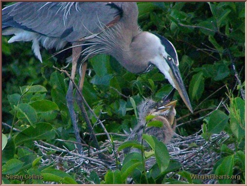 Great Blue Heron feeding her chicks