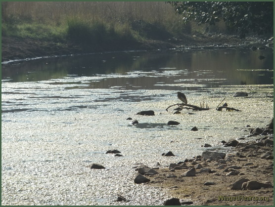 waterbirds at ranthambore