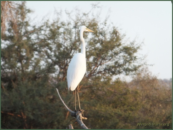 crane at Ranthambore