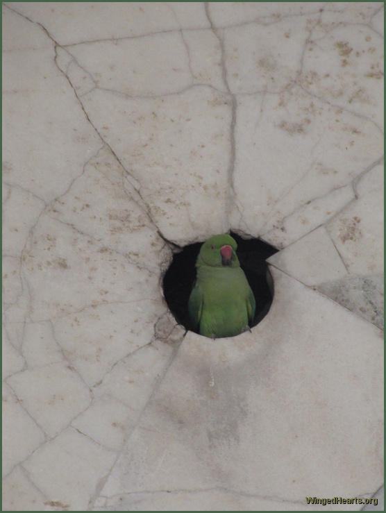 parrot at marble tomb in agra