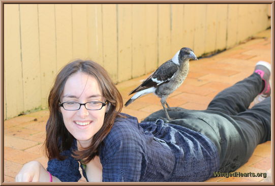 Pingu Magpie love her human Victoria