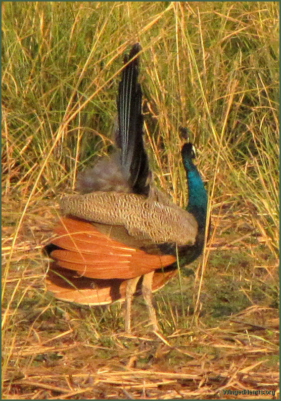 peacock side view - ranthambore