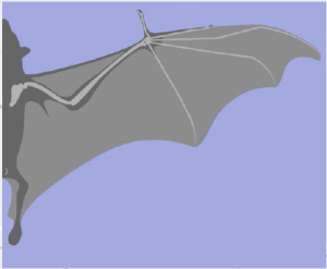 bat wing membrane