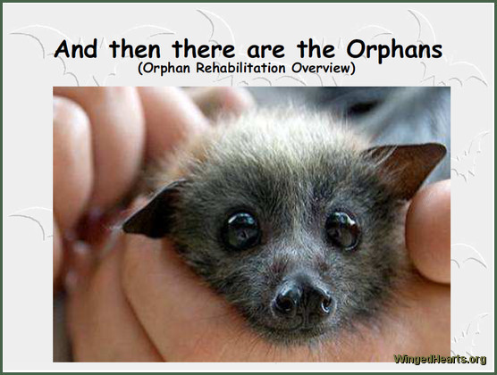 flying fox rescue and Rehabilitation